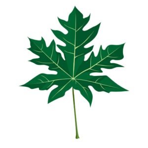 Papaya Leaf